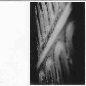 The Drawing Room - In Purgatory download mp3 flac